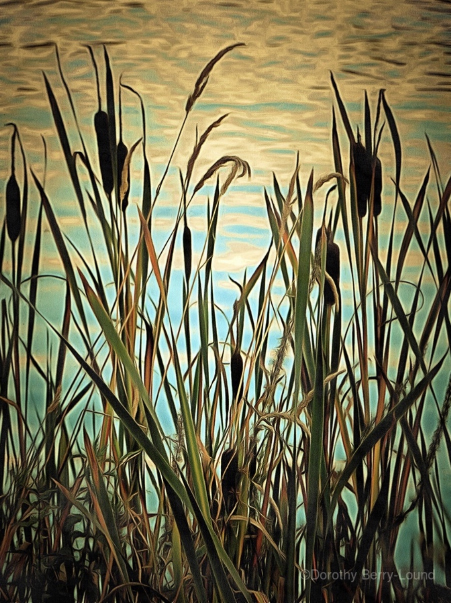 Bull Rushes Drawings VERSE | BULRUSHES – Mahvash Mohtadullah
